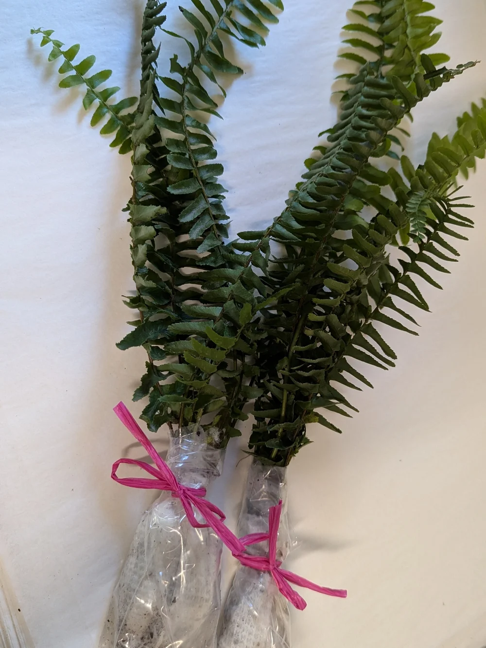 Pet Habitat Plant Boston Fern Cuttings for Reptile Habitats - Green